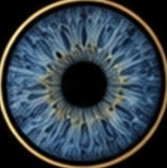 Blauwe iris